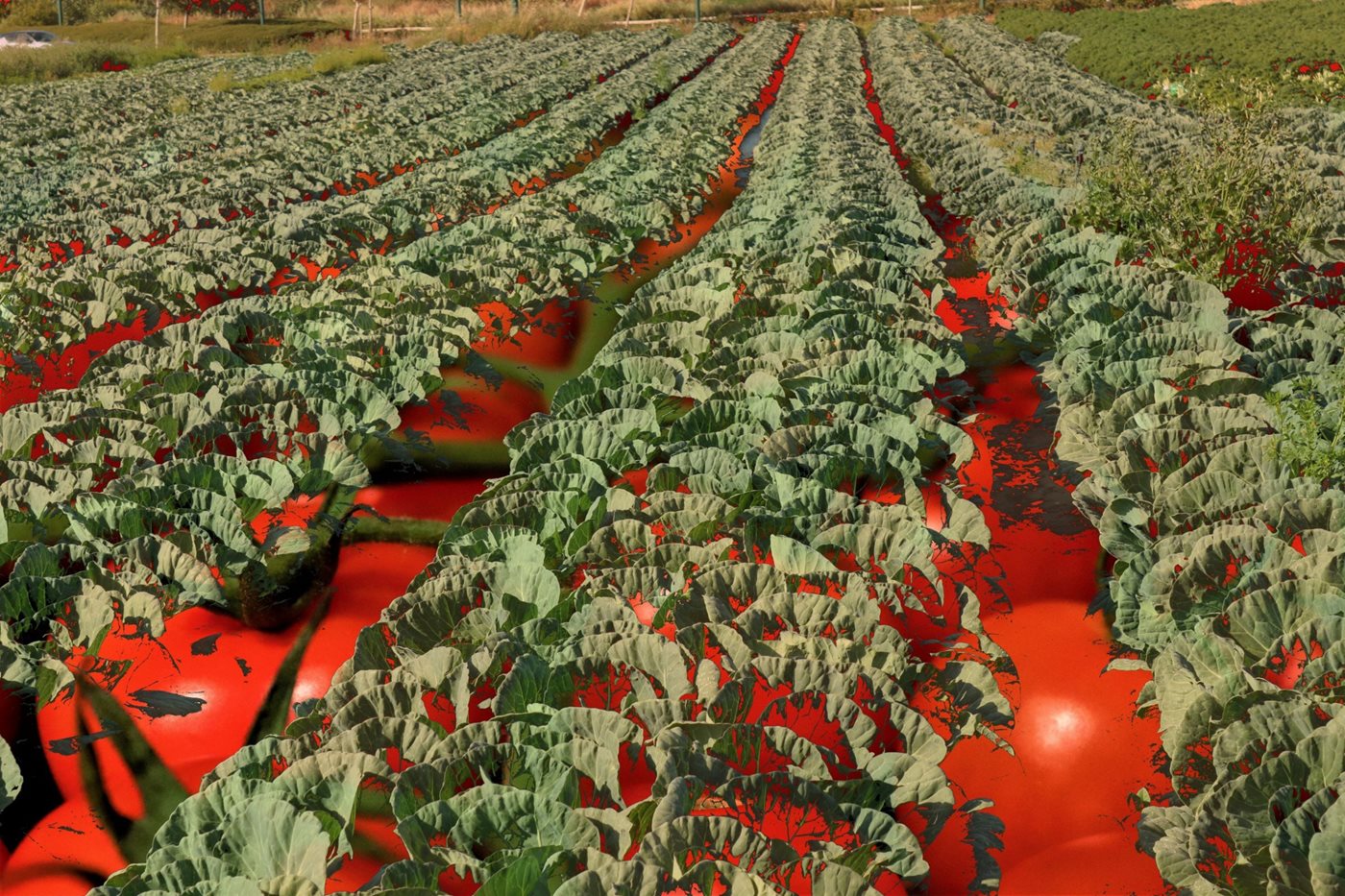 קולאז' עגבניות ושדות 0096 - 00