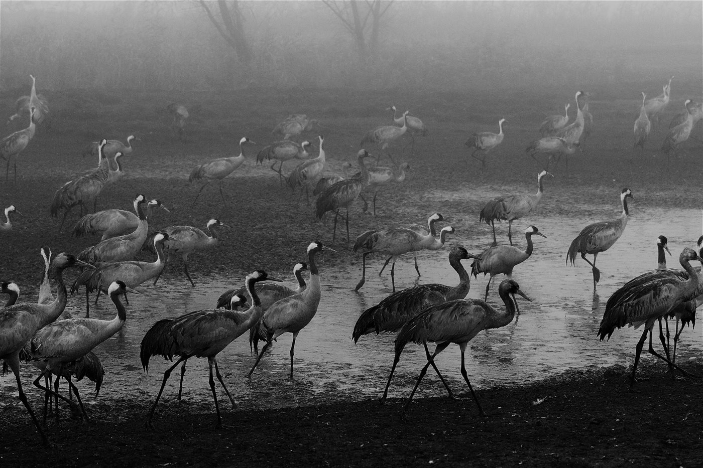 קבוצת עגורים הולכת ימינה 5645 -80