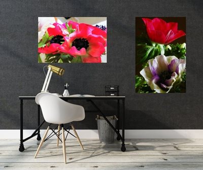 כלניות אדומות  8081 - 64  כלניות סגול אדום 4289 -64