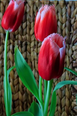 צבעונים בשדה 7926 - 56